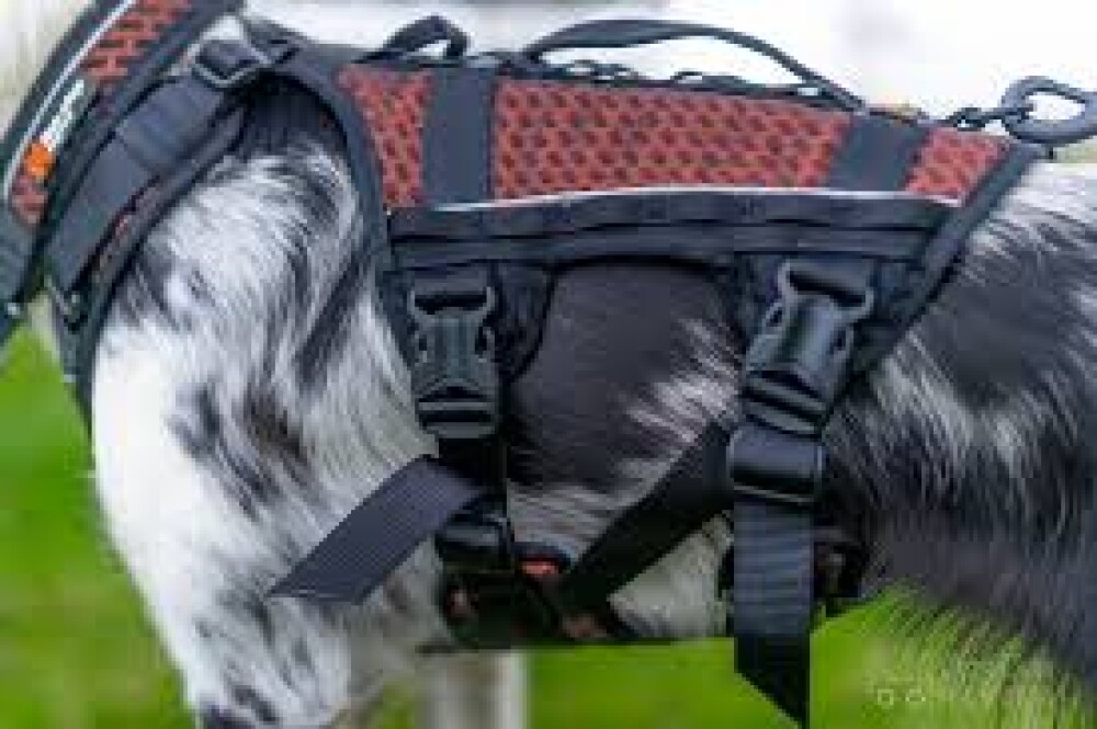 Rock Harness long  - bakside